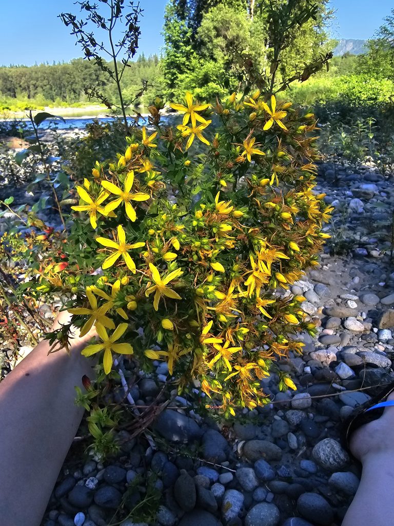 St. John's Wort by the edge of a river