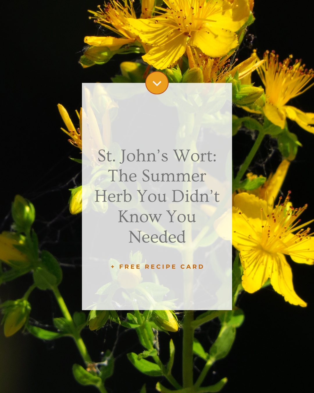 St. John’s Wort: The summer herb you didn’t know you needed