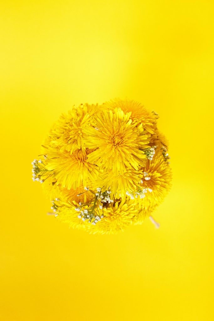 Dandelion on yellow background